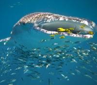 Whale Shark